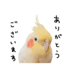 オカメインコのふくちゃんスタンプ3（個別スタンプ：10）