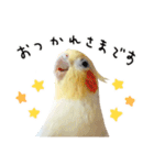 オカメインコのふくちゃんスタンプ3（個別スタンプ：11）