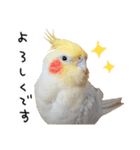 オカメインコのふくちゃんスタンプ3（個別スタンプ：13）