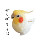 オカメインコのふくちゃんスタンプ3（個別スタンプ：14）