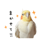 オカメインコのふくちゃんスタンプ3（個別スタンプ：15）
