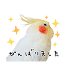 オカメインコのふくちゃんスタンプ3（個別スタンプ：16）