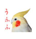オカメインコのふくちゃんスタンプ3（個別スタンプ：17）