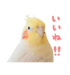オカメインコのふくちゃんスタンプ3（個別スタンプ：18）
