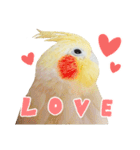 オカメインコのふくちゃんスタンプ3（個別スタンプ：19）