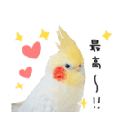 オカメインコのふくちゃんスタンプ3（個別スタンプ：20）