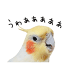 オカメインコのふくちゃんスタンプ3（個別スタンプ：21）