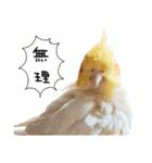 オカメインコのふくちゃんスタンプ3（個別スタンプ：22）