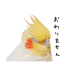 オカメインコのふくちゃんスタンプ3（個別スタンプ：23）