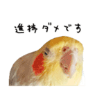 オカメインコのふくちゃんスタンプ3（個別スタンプ：24）