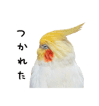 オカメインコのふくちゃんスタンプ3（個別スタンプ：25）