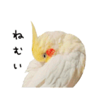 オカメインコのふくちゃんスタンプ3（個別スタンプ：26）