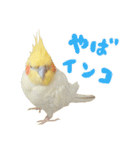 オカメインコのふくちゃんスタンプ3（個別スタンプ：27）