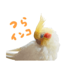 オカメインコのふくちゃんスタンプ3（個別スタンプ：28）