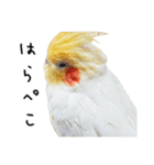 オカメインコのふくちゃんスタンプ3（個別スタンプ：29）