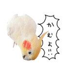 オカメインコのふくちゃんスタンプ3（個別スタンプ：30）