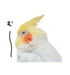 オカメインコのふくちゃんスタンプ3（個別スタンプ：31）