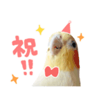 オカメインコのふくちゃんスタンプ3（個別スタンプ：34）
