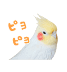 オカメインコのふくちゃんスタンプ3（個別スタンプ：35）