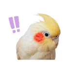 オカメインコのふくちゃんスタンプ3（個別スタンプ：36）