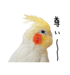 オカメインコのふくちゃんスタンプ3（個別スタンプ：37）