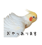 オカメインコのふくちゃんスタンプ3（個別スタンプ：38）
