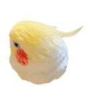 オカメインコのふくちゃんスタンプ3（個別スタンプ：39）
