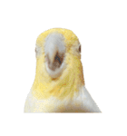 オカメインコのふくちゃんスタンプ3（個別スタンプ：40）