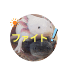 ウーパーと一緒（個別スタンプ：6）