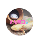 ウーパーと一緒（個別スタンプ：8）