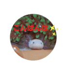 ウーパーと一緒（個別スタンプ：16）