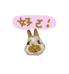 うさぎですから！いろいろなうさぎです。（個別スタンプ：14）