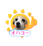 大迫モモ（個別スタンプ：1）