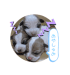 大迫モモ（個別スタンプ：3）