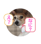 大迫モモ（個別スタンプ：6）