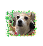 大迫モモ（個別スタンプ：9）