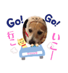 大迫モモ（個別スタンプ：11）