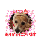 大迫モモ（個別スタンプ：12）