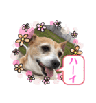 大迫モモ（個別スタンプ：14）