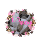 大迫モモ（個別スタンプ：15）