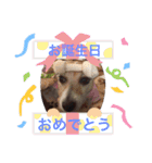 大迫モモ（個別スタンプ：16）