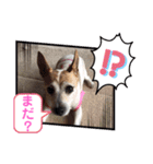 大迫モモ（個別スタンプ：17）
