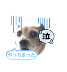 大迫モモ（個別スタンプ：23）