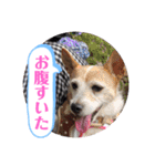 大迫モモ（個別スタンプ：25）