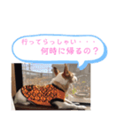 大迫モモ（個別スタンプ：27）