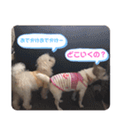 大迫モモ（個別スタンプ：29）