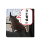 大迫モモ（個別スタンプ：33）