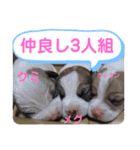 大迫モモ（個別スタンプ：35）