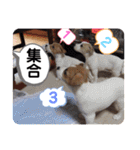 大迫モモ（個別スタンプ：36）