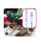 大迫モモ（個別スタンプ：40）